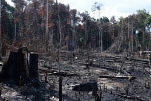 As queimadas na Amazônia assustaram o mundo nos últimos tempos, mas a devastação do bem mais precioso do mundo parece estar apenas no início. Saiba mais.