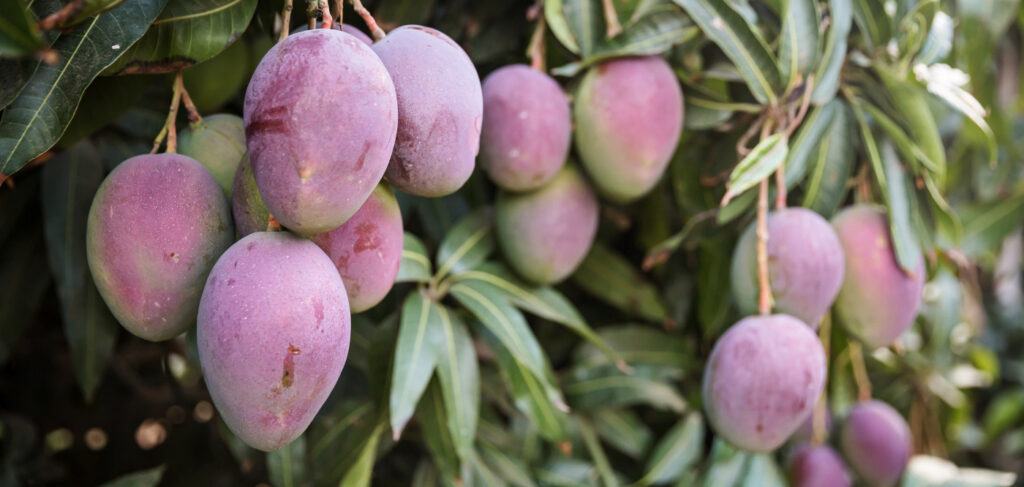 Oxfam Brasil promove debate sobre cadeia de frutas